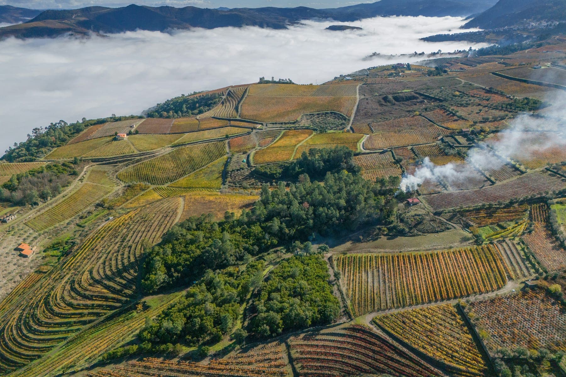 Terraced vineyards stepping down a long hillside in autumn colour, with mist lying along the valley floor below.