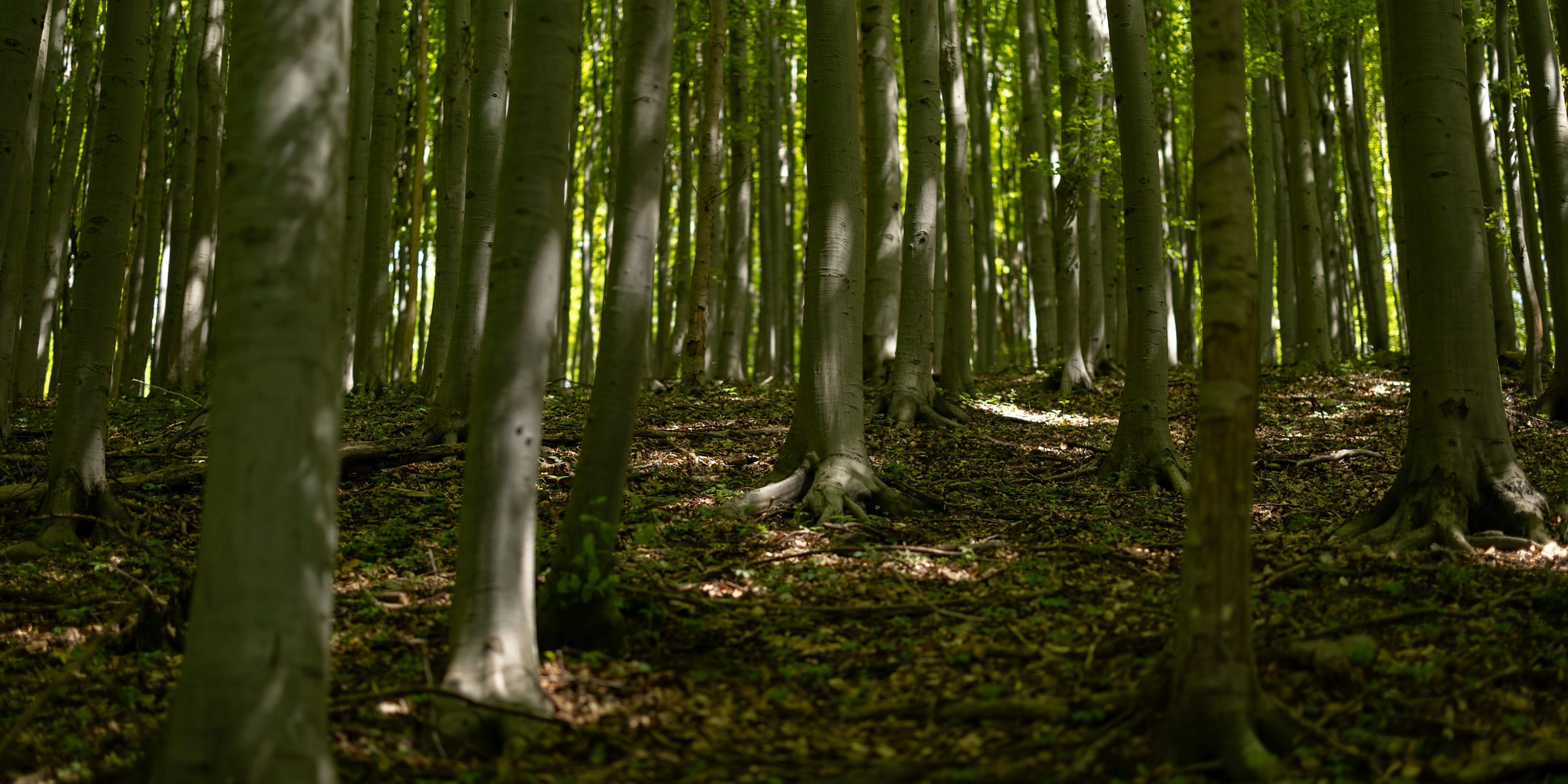 The trunks of a managed beech wood receding into shade, sunlight breaking through the canopy onto the leaf litter.